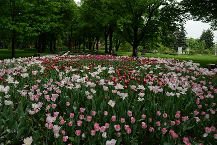 pretty tulip garden